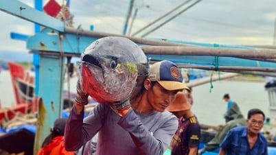 Giá cá ngừ đại dương giảm, ngư dân kéo dài thời gian khai thác