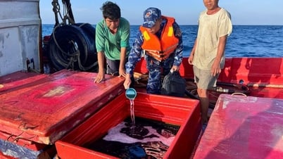Bộ Tư lệnh Vùng Cảnh sát biển 4 bắt giữ tàu cá vận chuyển trái phép hơn 40.000 lít dầu DO