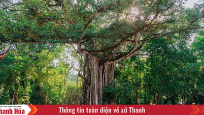 Định hình cách làm mới trong các cụm liên kết phát triển du lịch
