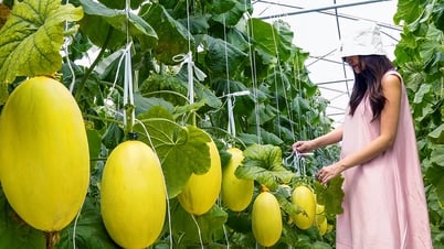 Đưa Nghị quyết Đại hội Đảng bộ xã Tân Thành lần thứ I, nhiệm kỳ 2025 - 2030 vào cuộc sống: Xã Tân Thành: Khai thác hiệu quả tiềm năng, lợi thế sẵn có để vươn mình