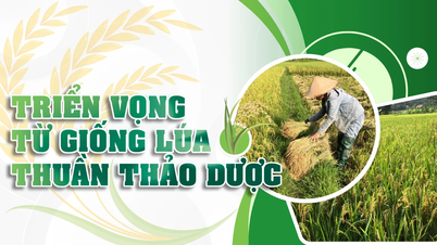 Triển vọng từ giống lúa thuần thảo dược