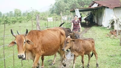 Người phụ nữ Pa Cô truyền cảm hứng từ hành trình vượt khó vươn lên