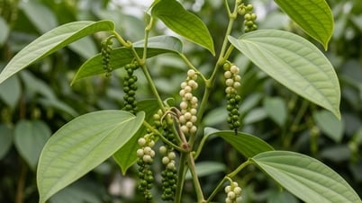 Giá tiêu hôm nay 28/7/2025: Tiêu Tây Nguyên “đóng băng” giá, thị trường có dấu hiệu “đỏ lửa”