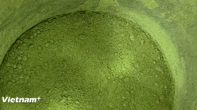 Chúng ta đang uống nhiều Matcha đến mức nguồn cung sắp cạn kiệt