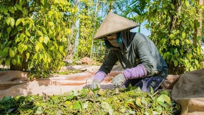 Giá tiêu hôm nay 28/7/2025: Giảm nhẹ, dao động biên độ thấp