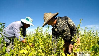 Người dân Lam Thành phấn khởi được mùa lạc, vừng, ớt cay