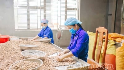 Nâng tầm thương hiệu sen Hưng Yên