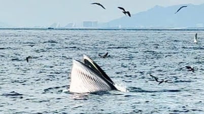 Du khách thích thú chứng kiến cá voi săn mồi trong vịnh Nha Trang