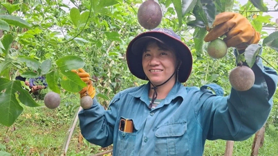 Tây Gia Lai khởi sắc với nông nghiệp hữu cơ: Từ cà phê, chanh dây đến rau sạch