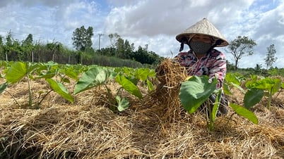 Tập trung phát triển nông nghiệp theo hướng bền vững