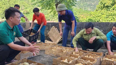 Hỗ trợ gà giống cho nông dân xã Nghĩa Đô