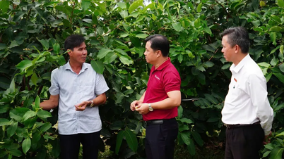 Mận hồng Sân Tiên - Tư duy sản xuất sạch và dòng vốn tín dụng xanh từ Agribank