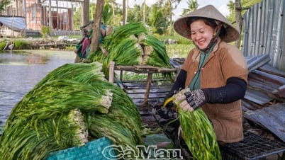 Hái “lộc trời” mùa nước lên