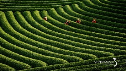 La belleza del trabajo en las colinas de té de Moc Chau
