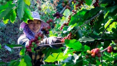 Giá nông sản ngày 28/7/2025: Cà phê, hồ tiêu tiếp tục duy trì mức giá cao