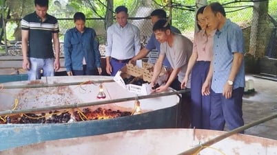 Lào Cai: Hỗ trợ người dân phát triển kinh tế từ mô hình nuôi gà theo hướng VietGAHP