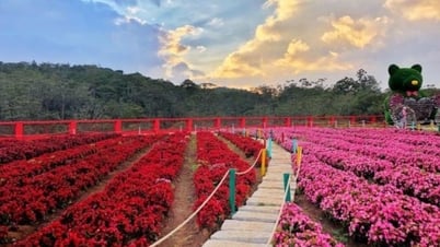 Ngôi sao bất ngờ của nông sản Việt: Thu gần 40 triệu USD chỉ sau 5 tháng xuất khẩu