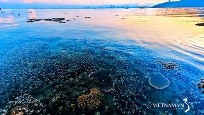 Vẻ đẹp của đại dương