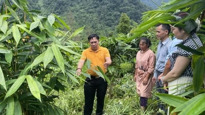 Cây giang lấy lá - mở hướng đi mới cho nông dân - Báo Cao Bằng điện tử