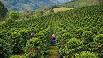 Tin tức, dự báo giá cà phê ngày mai 29/7/2025: Giá nội địa tăng, quốc tế chờ bão thuế Mỹ?