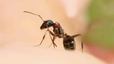 Vết kiến đốt tưởng vô hại khiến người đàn ông suýt mất mạng