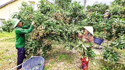 Nông dân trồng cây ăn trái mong giá đầu ra sản phẩm sớm khởi sắc