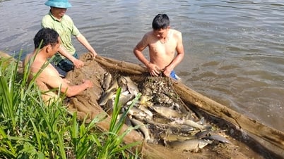 Việt Nam vượt mặt Trung Quốc, Na Uy, vươn lên top 3 nhà cung ứng thuỷ sản lớn nhất tại quốc giá này