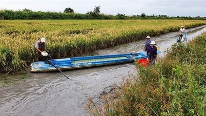 Cơ cấu lại ngành lúa gạo theo hướng nâng cao hiệu quả và phát triển bền vững