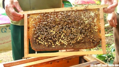 山岳地帯のギア・ドン村の農民は蜂蜜の養蜂で富を得ている