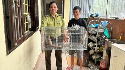 Phát hiện 'khách lạ' lúc nửa đêm, người dân giao nộp tê tê quý hiếm