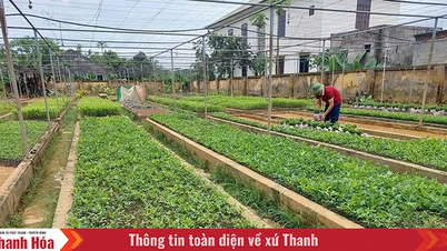 Giữ rừng phòng hộ đầu nguồn gắn với phát triển cây dược liệu