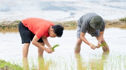 Nghệ sĩ Trung Ruồi, Duy Hưng, Hoàng Trung, Neko lần đầu cày cấy, mò cua bắt ốc