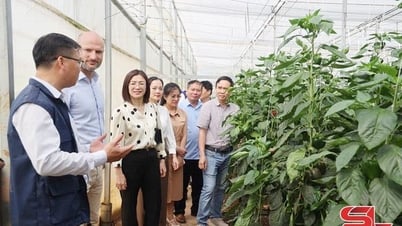 HTX tiêu biểu trong liên kết sản xuất