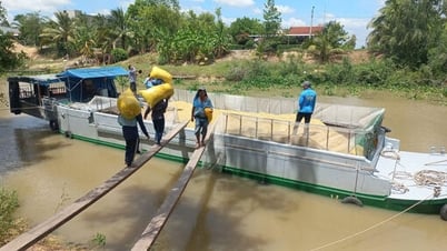 Giá lúa Hè Thu 2025 tăng so với đầu vụ