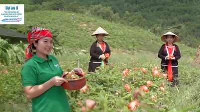 Expérience : Récoltez et préparez des spécialités de ginseng de Bo Chinh avec les femmes de San Diu