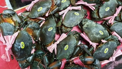 Cà Mau phấn đấu trở thành trung tâm nuôi cua lớn nhất Đồng bằng sông Cửu Long và cả nước