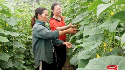 Sản xuất rau màu trong mùa mưa lũ