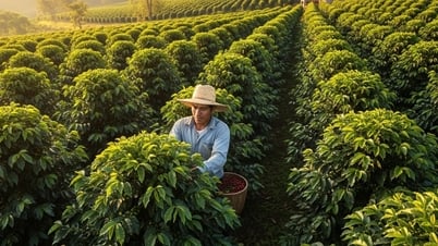Tin tức, dự báo giá cà phê ngày mai 30/7/2025: Tín hiệu đèn xanh khi thị trường "đói"