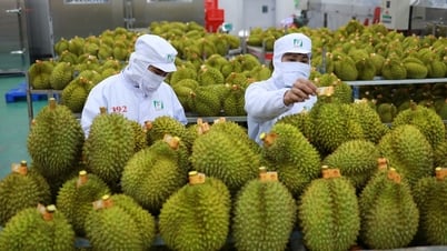 Sầu riêng Việt Nam được Trung Quốc đánh giá rất tốt sau chuyến kiểm tra thực tế