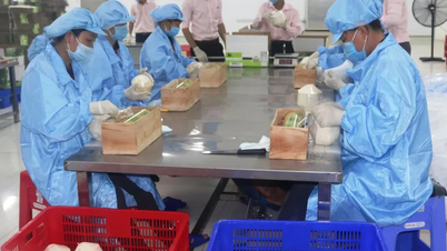 Nhiều loại trái cây còn tiềm năng lớn để xuất khẩu