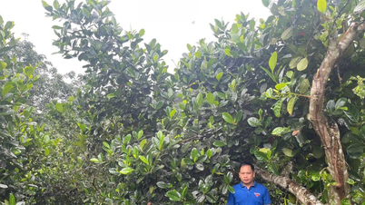 Chàng bí thư đoàn xã gây dựng mô hình VAC, lan tỏa tinh thần lập thân, lập nghiệp trong thanh niên vùng biên