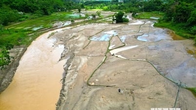 Cận cảnh hàng trăm héc-ta lúa hè thu các xã Tri Lễ, Châu Tiến bị vùi sâu trong bùn sau lũ phía Tây Bắc Nghệ An