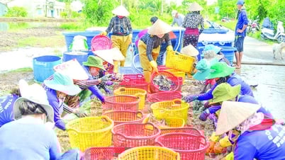 Về nơi “muỗi kêu như sáo thổi…”