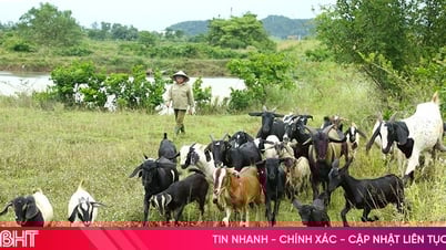 Thu cả trăm triệu nhờ nuôi dê chăn thả tự nhiên