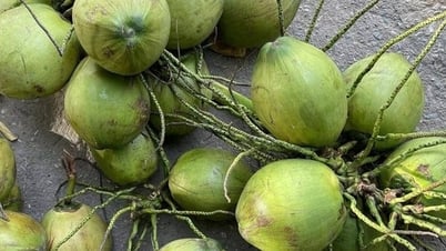 Bất ngờ thứ trong quả dừa bổ dưỡng 'chẳng kém nhân sâm tổ yến' cực nhiều ở Việt Nam, nhưng ít người biết