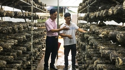 Vốn tín dụng chính sách - “tiếp sức” sản phẩm OCOP vươn xa - Báo Cao Bằng điện tử