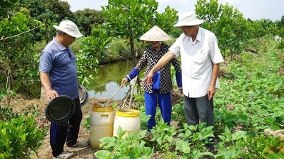 Xã Phú Hựu “chủ động chuyển đổi” với nông nghiệp sạch