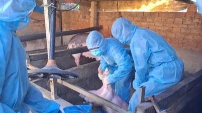 Quảng Ngãi đã tiêu hủy hơn 15.000 con heo mắc bệnh