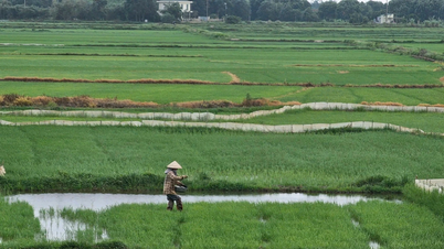 Nông dân lo lắng khi giá phân bón liên tục tăng cao