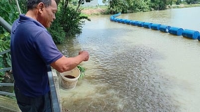 Đàn cá he trên sông Vịnh cần được bảo vệ